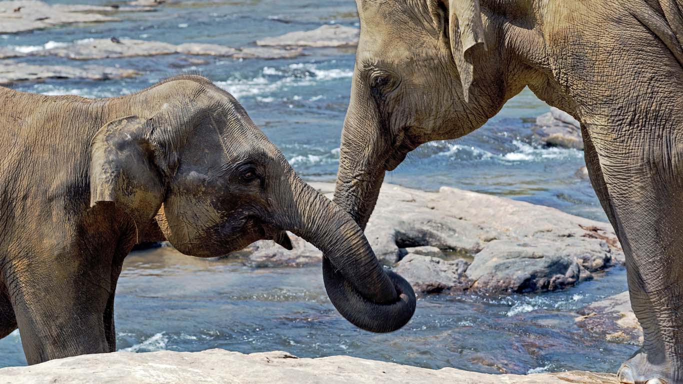 Elephant represents love, Sri Lanka.