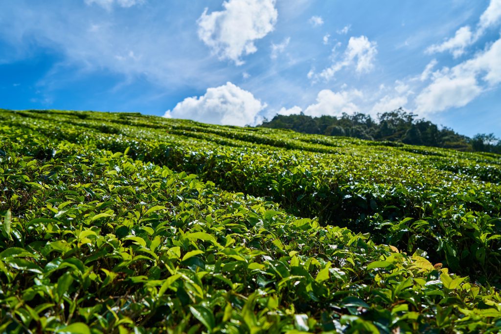 Darjeeling Tea