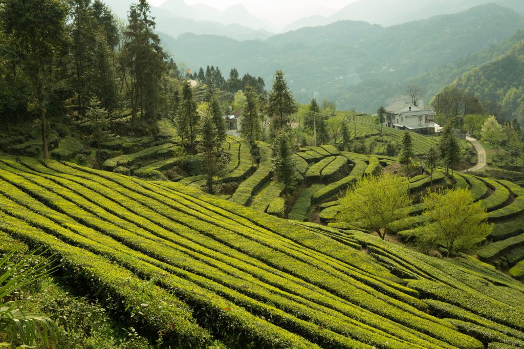 Munnar Tea Estate