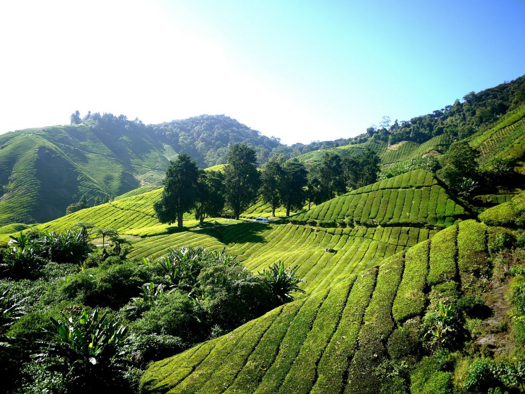 Kelagur Tea