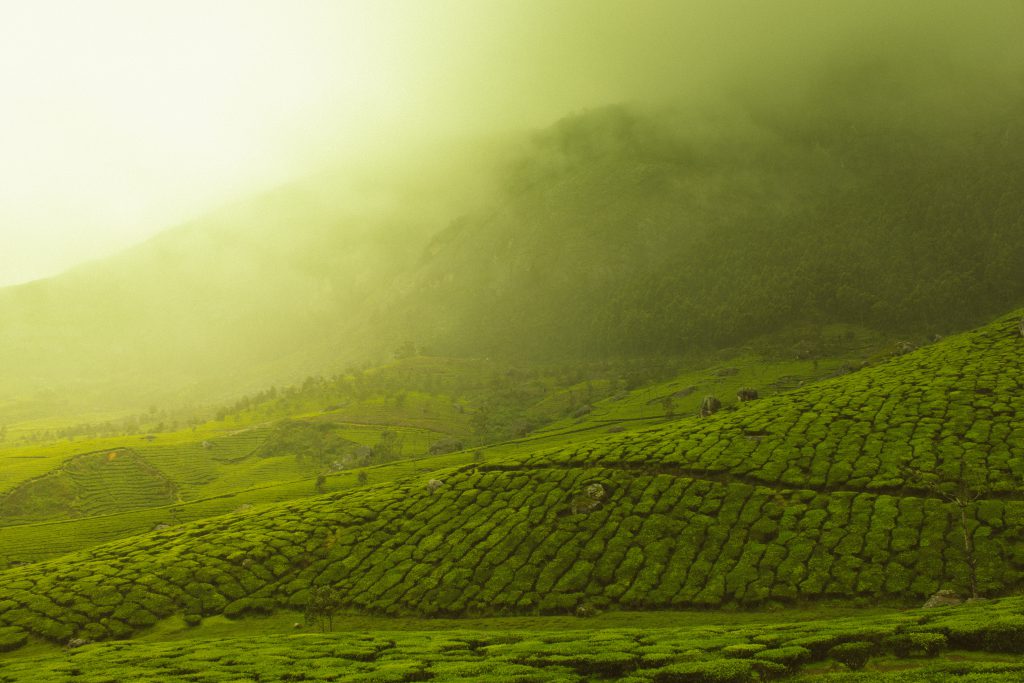 Nilgiri Tea Garden